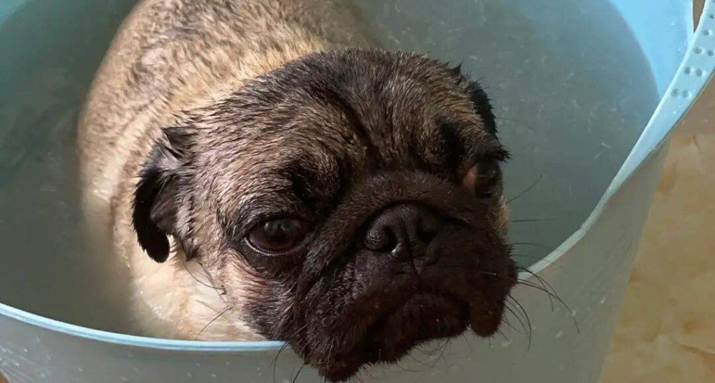 Things To Consider When Shopping For A Top-Rated Pug Shampoo