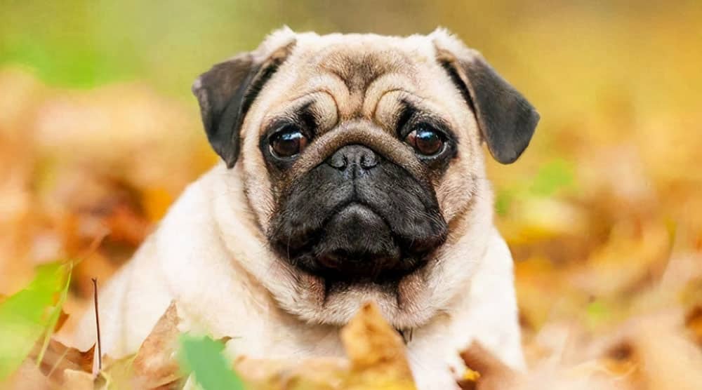 Tips For Choosing The Best Clippers And Blades For Pugs