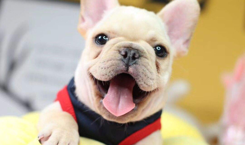 What To Look For In A Good Crate For French Bulldogs