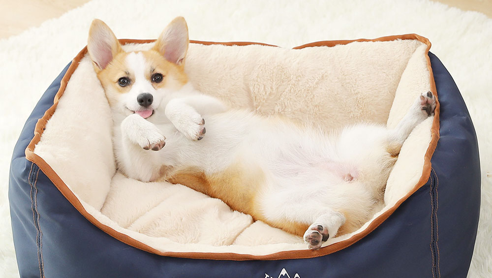 What To Look For In A Good Dog Bed For Corgis