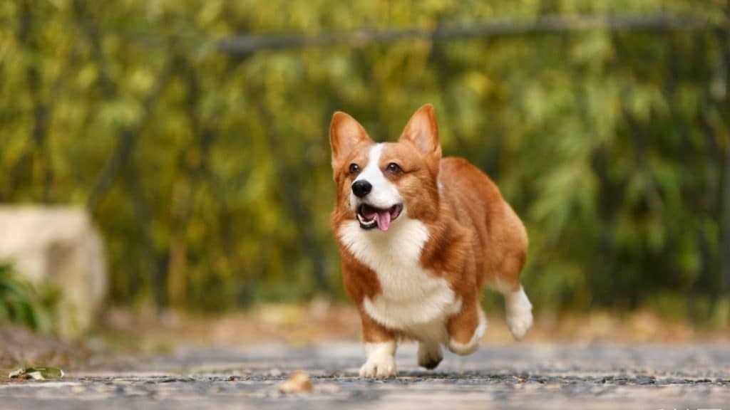 What To Look For In A Good Harness For Corgis