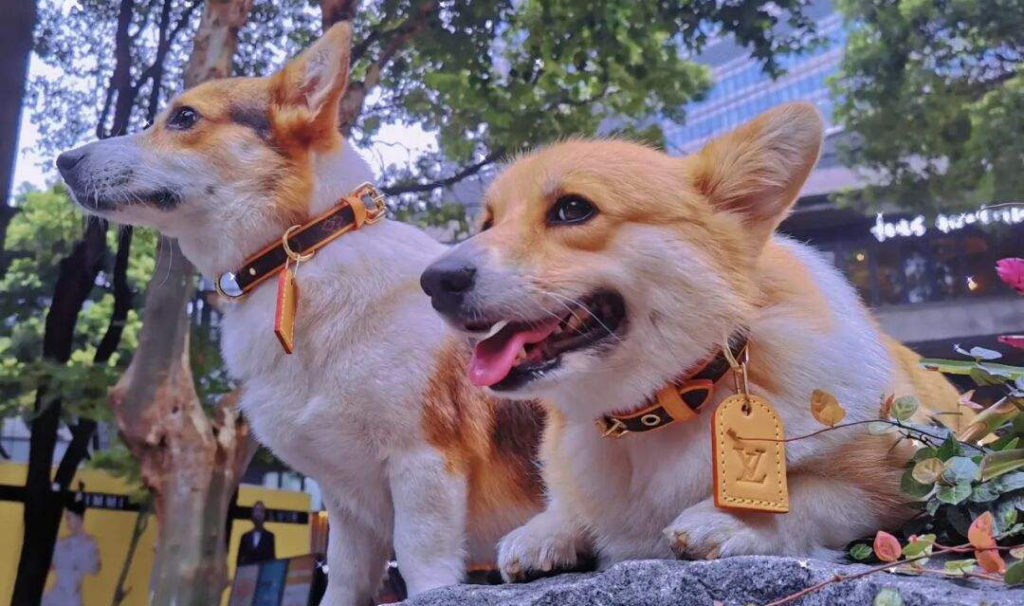 What To Look For When Buying A Collar For Your Corgi