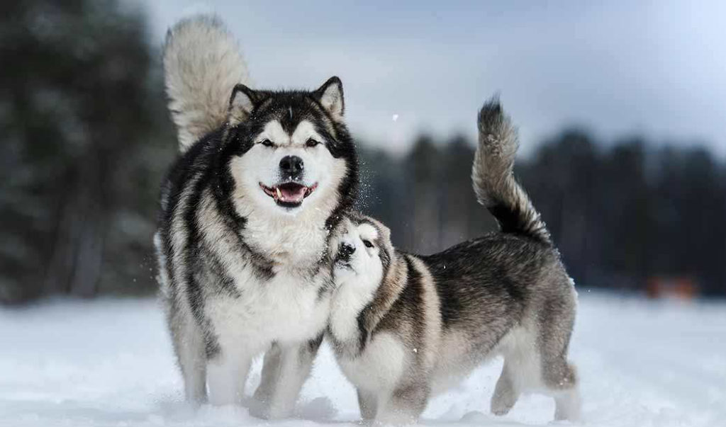 What To Look For When Buying A Collar For your Alaskan Malamute