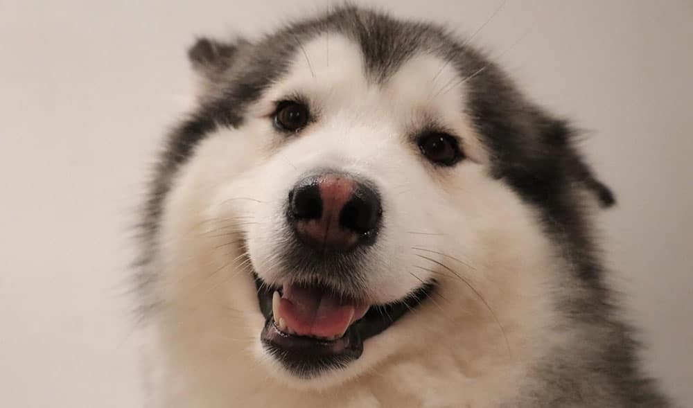 Why Some Alaskan Malamutes Need Muzzles