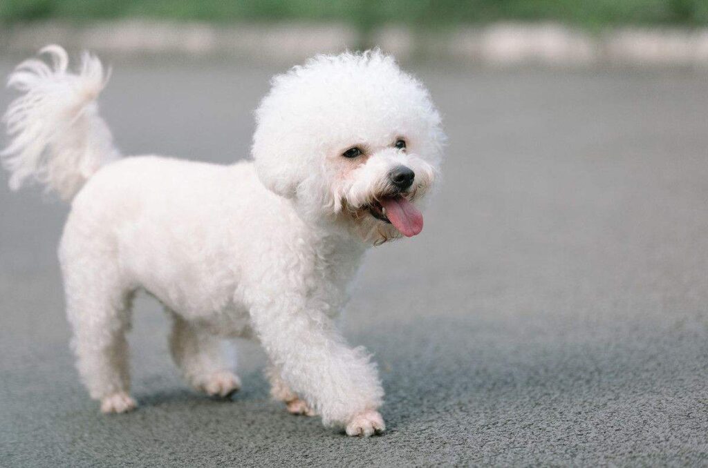 Can You Crate Train A Bichon Frise?