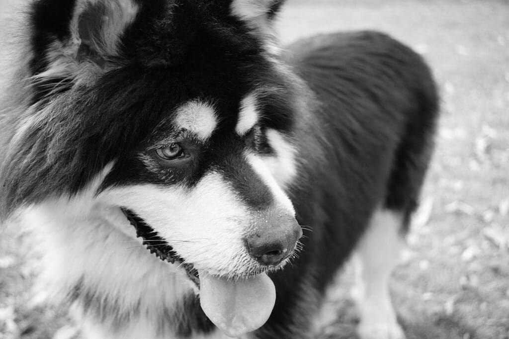 Common Examples of When your Alaskan Malamute May Need Supplements