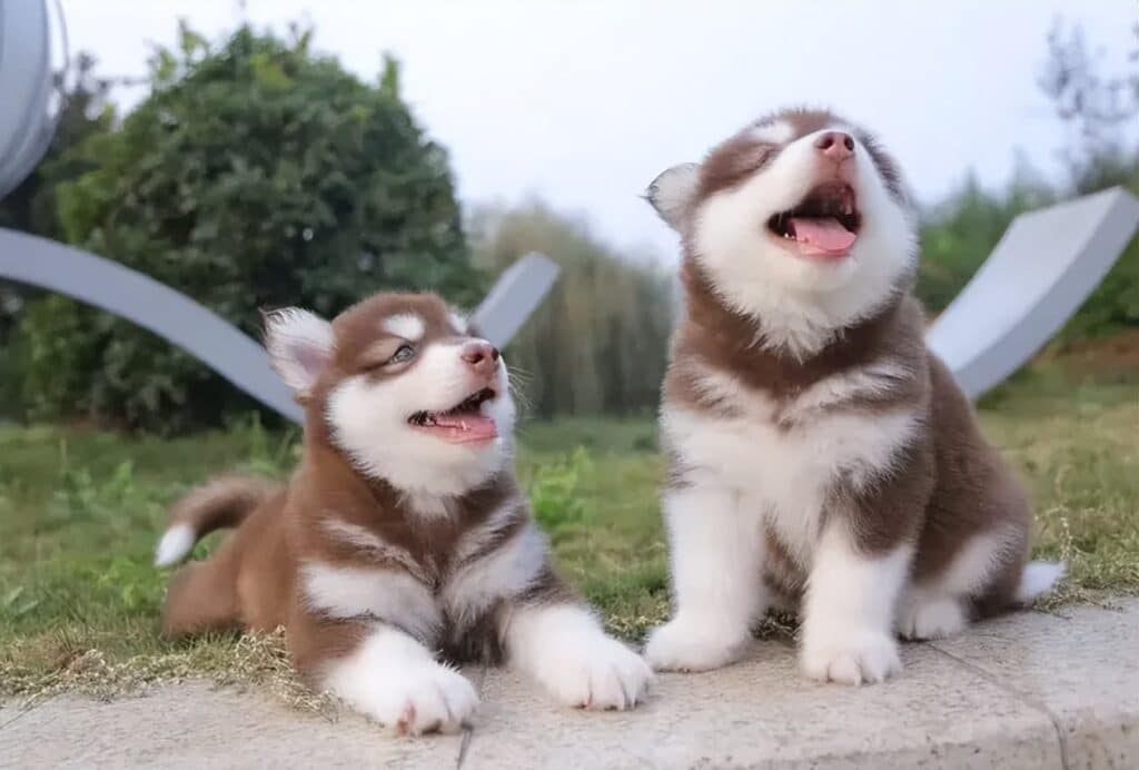 Do you need to use clippers for Alaskan Malamute daily?