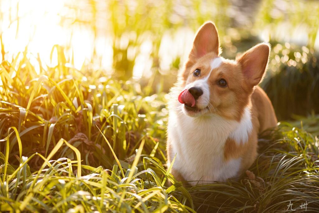 Grooming your Corgi is easy with dog clippers