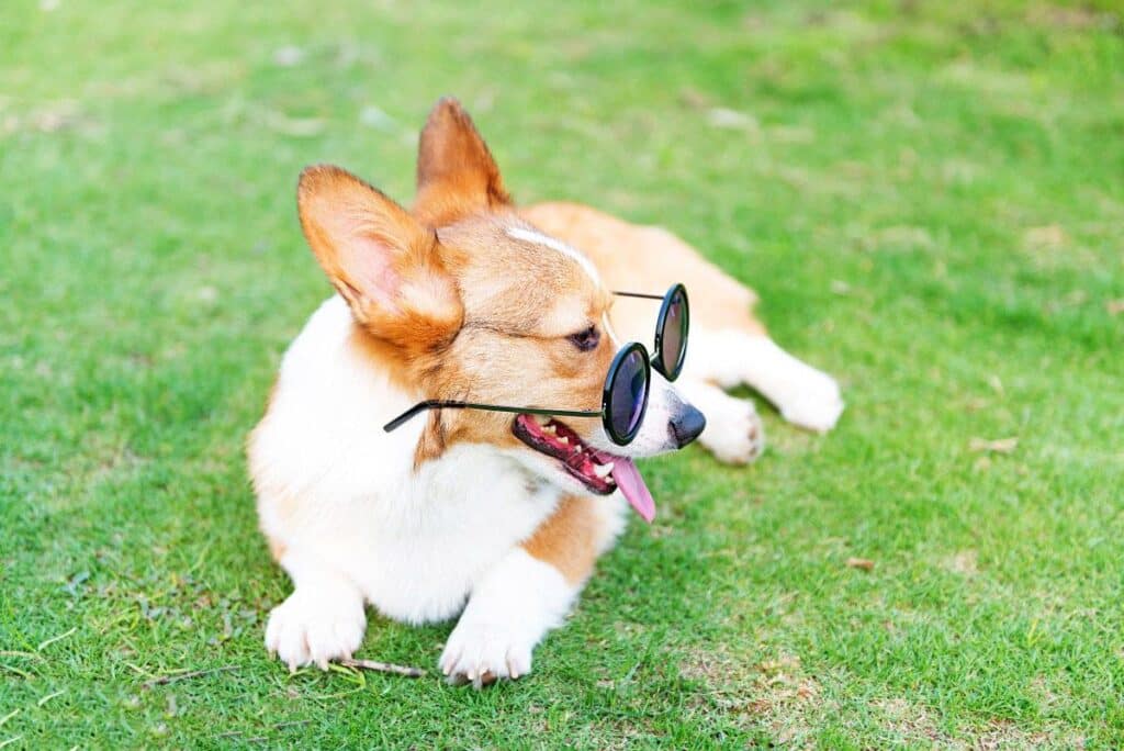 How often should you brush a Corgi?