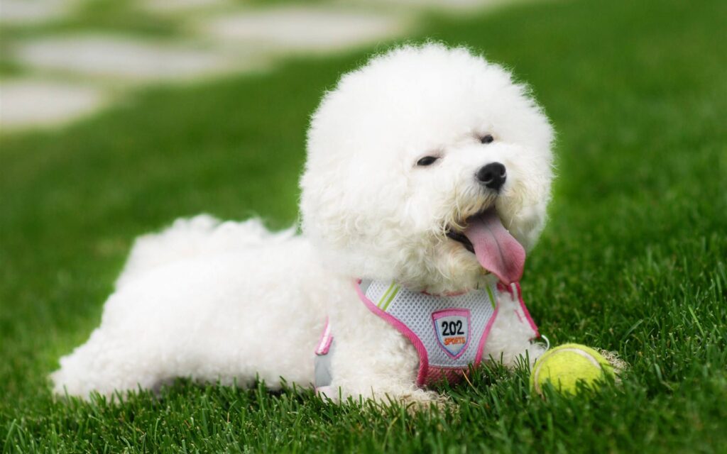 What to Look for When Buying a Collar for your Bichon Frise