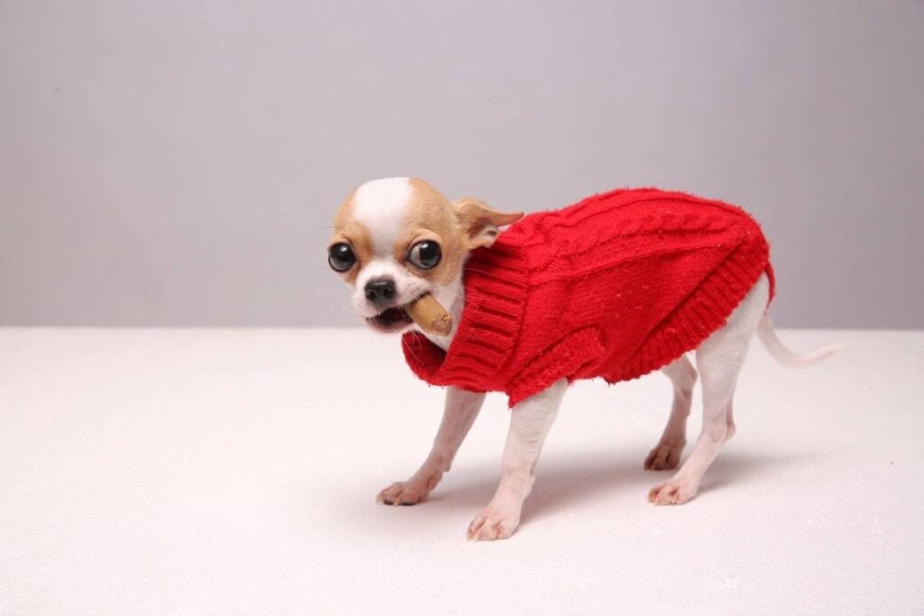 When and Why Would a Chihuahua Need a Muzzle?