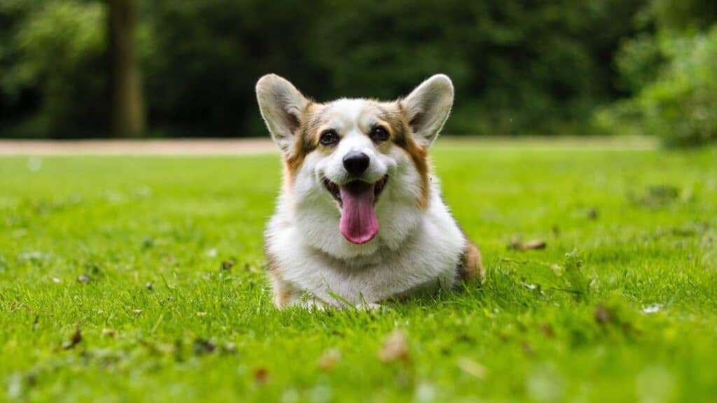 When and Why Would a Corgi Need a Muzzle?