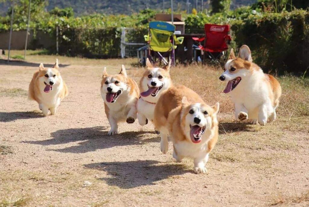 Clever Tricks to Help your Corgi Drink More Water