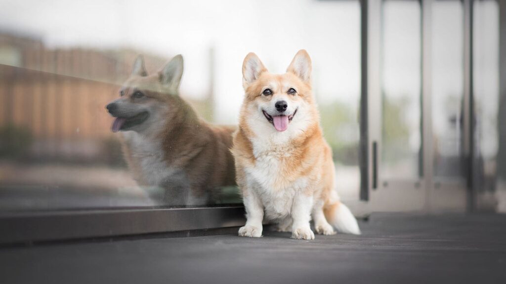 How can you prevent weight gain in a Corgi?