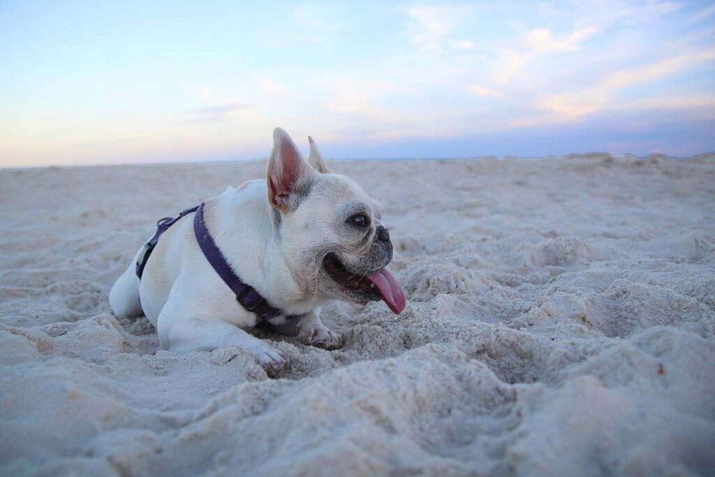 Tips for Determining the Best Possible Clipper and Blade for French bulldogs