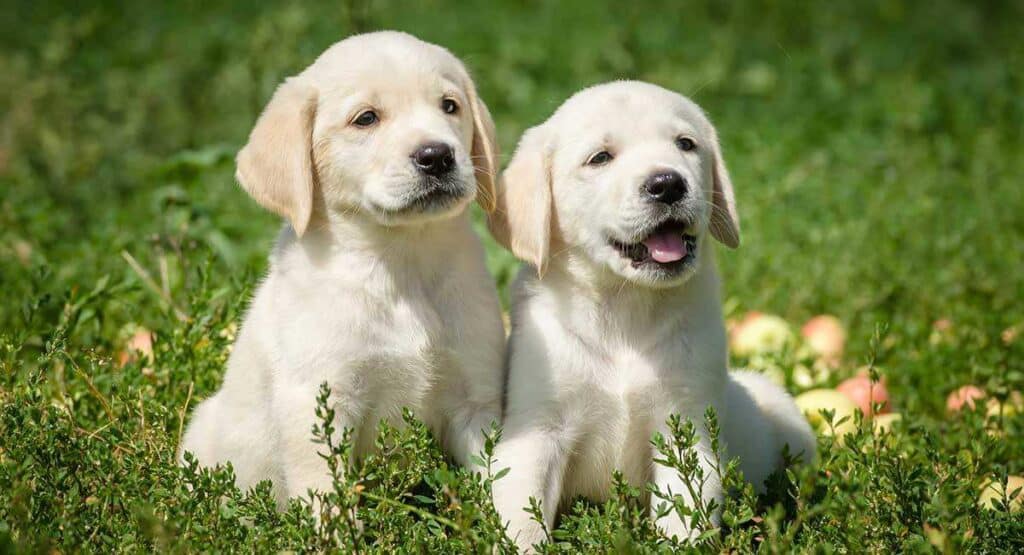 Tips for Determining the Best Possible Clipper and Blade for Labrador Retrievers