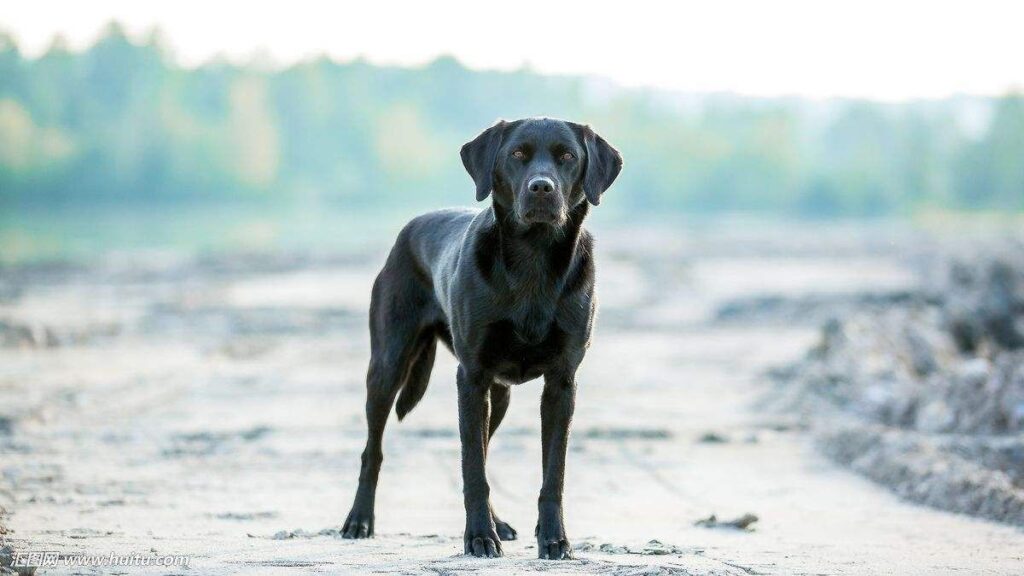 Tips when buying the best dog bowl for Labrador retriever