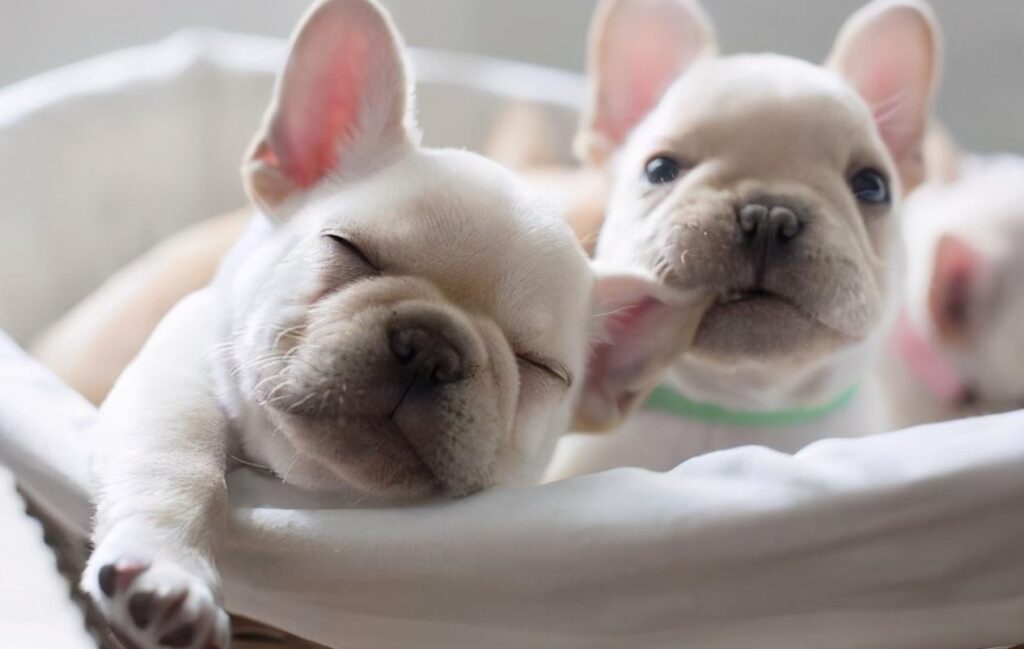 What To Look For in Toothpaste for French bulldogs