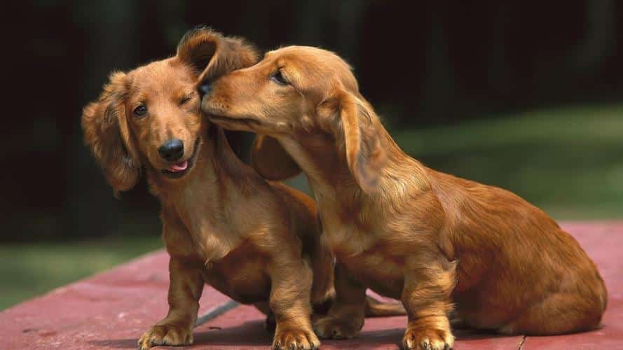 What Traits Should The Best Treats For Dachshunds Have?