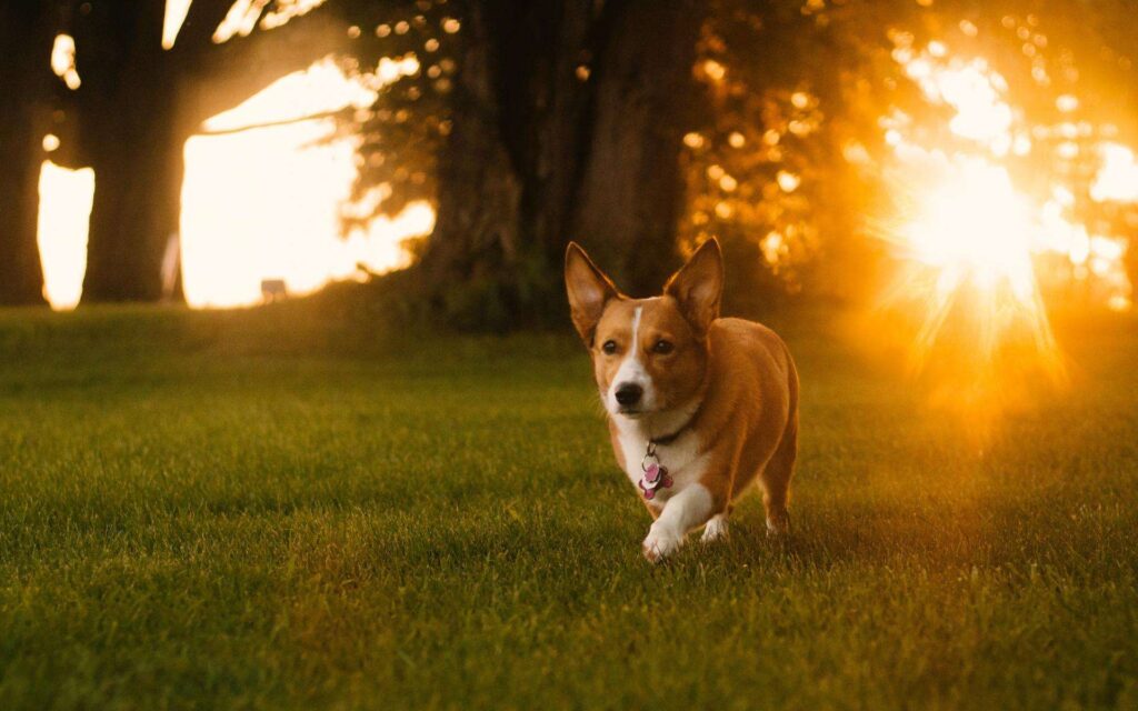 What are the Signs of Dental Problems in Corgis?