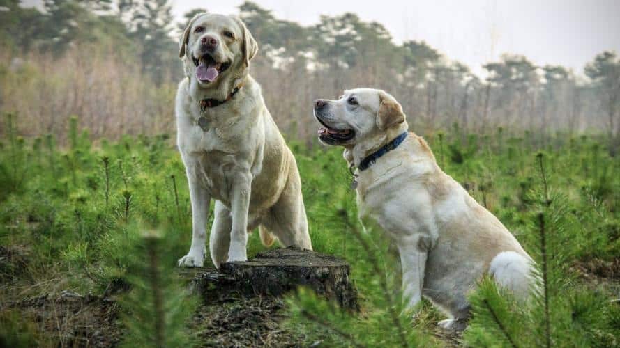 Which is better for Labrador Retriever hair, Dyson or Shark?