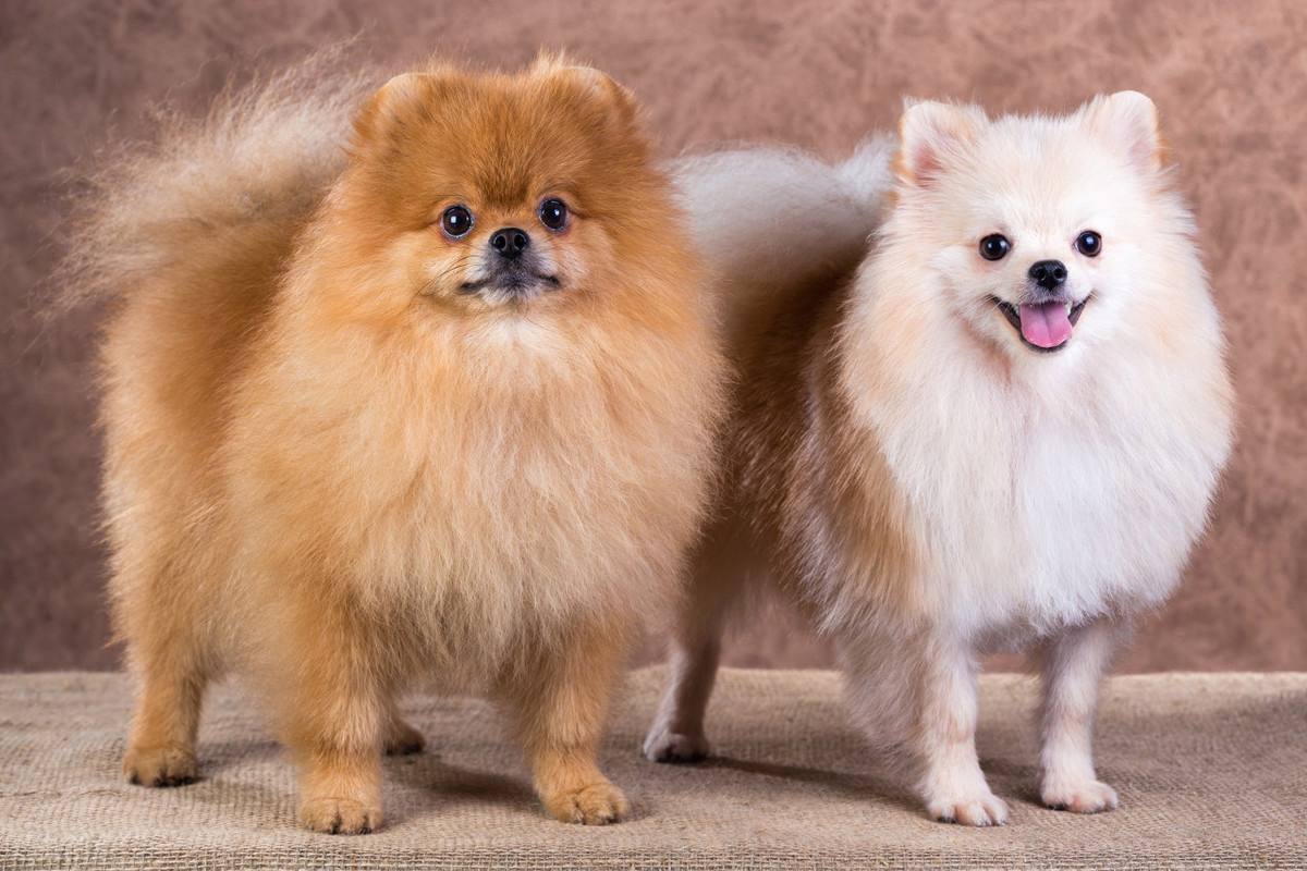 5 Best Dog Brushes for Pomeranian In 2024 SPIRE PET