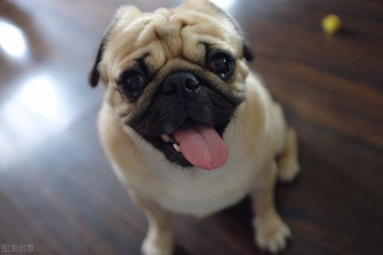 6 Best Muzzles for Pugs In 2023 - SPIRE PET