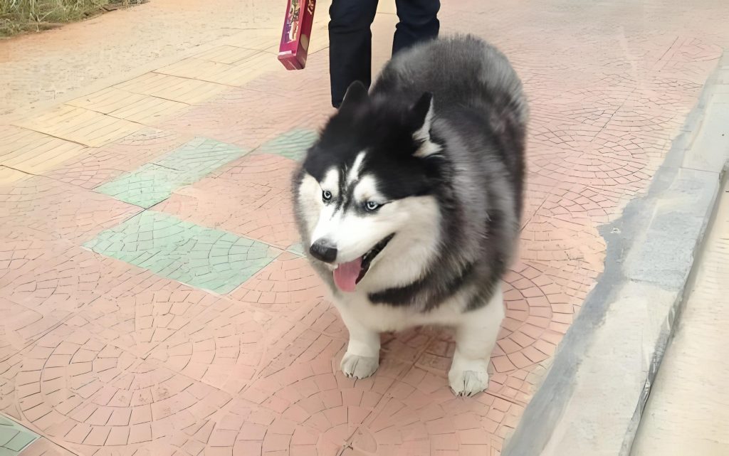 What is a Corgi Husky Mix?