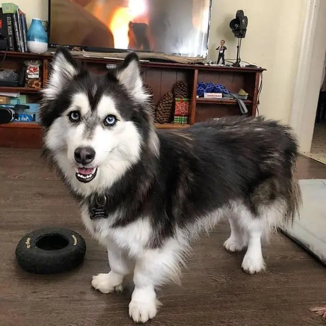 Training and Socialization for a Corgi Husky Mix