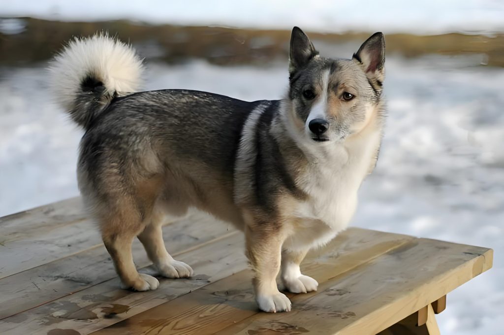 Exercise Needs of a Corgi Husky Mix