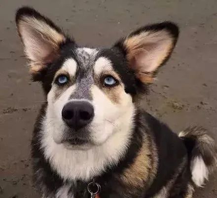 The Irresistible Charm of the Corgi Husky Mix